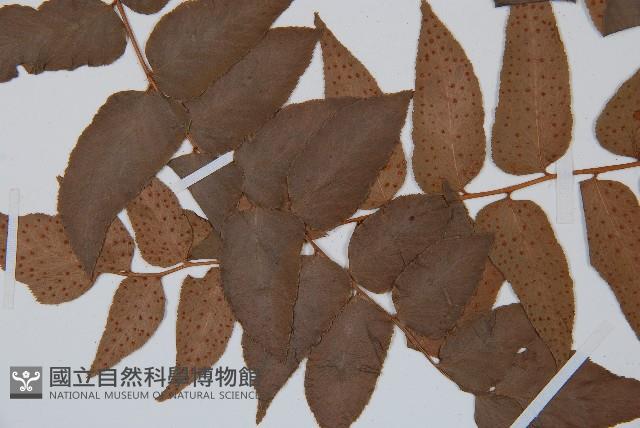 貫眾蕨藏品圖，第3張