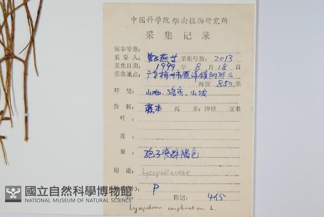 木賊葉石松藏品圖，第2張