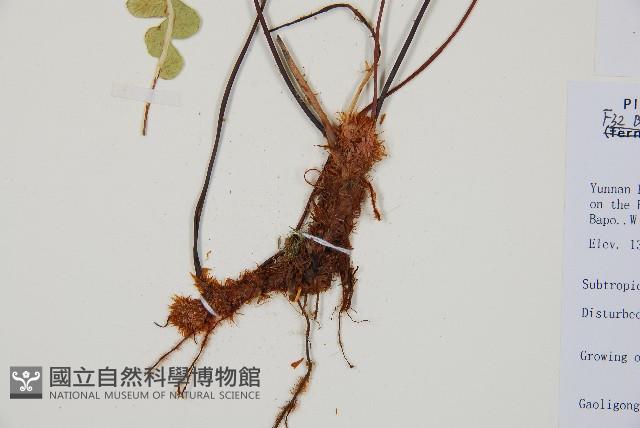 雉尾烏毛蕨藏品圖，第3張