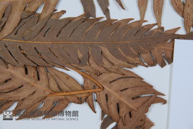 生芽狗脊蕨、頂芽狗脊蕨藏品圖，第3張