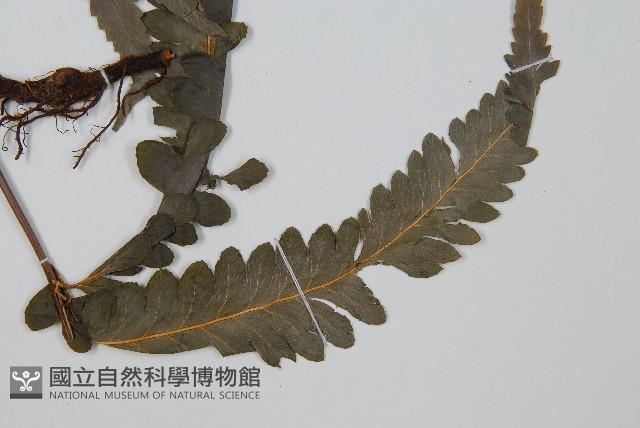 邊緣鱗蓋蕨藏品圖，第3張