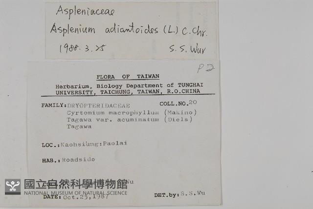 革葉鐵角蕨藏品圖，第2張