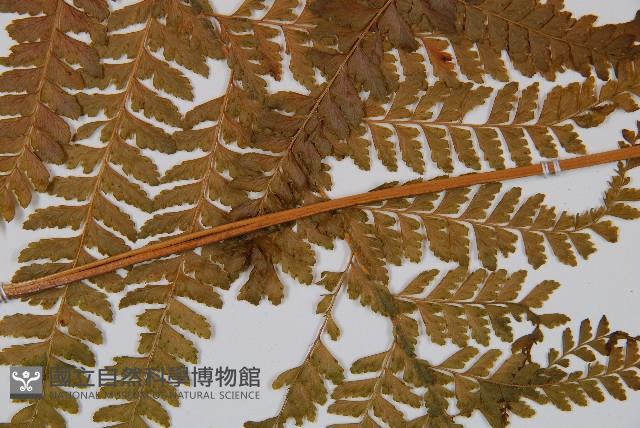 粗毛鱗蓋蕨藏品圖，第3張
