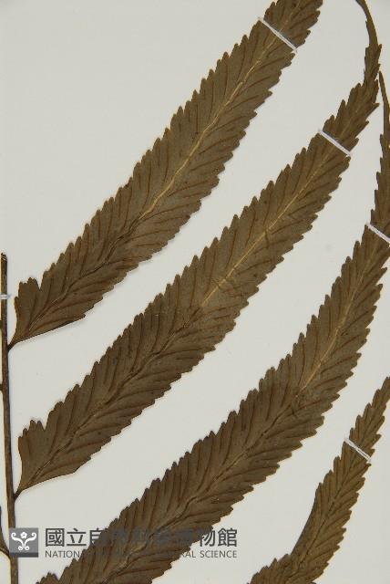 登錄號:P010024藏品圖，第3張