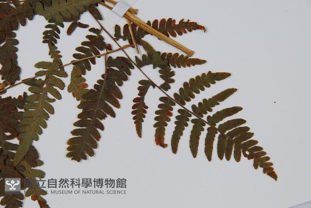 蕨藏品圖，第3張