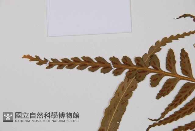 Accession Number:P008724 Collection Image, Figure 3, Total 4 Figures