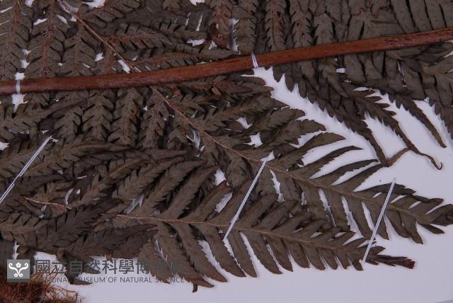 肋毛蕨藏品圖，第3張
