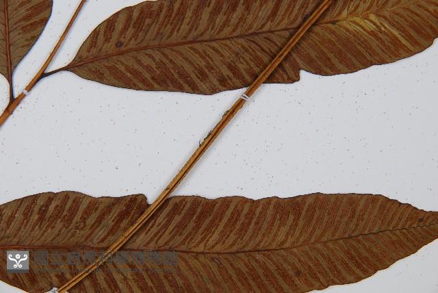 細柄雙蓋蕨藏品圖，第3張