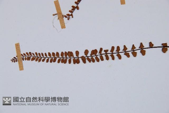 鐵角蕨藏品圖，第3張