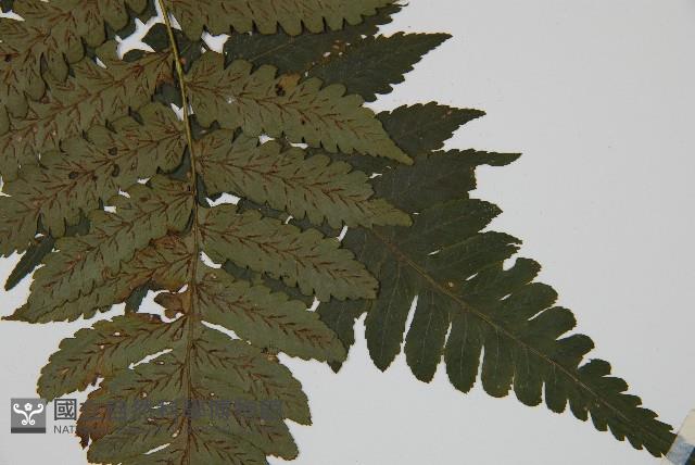 德氏雙蓋蕨藏品圖，第3張