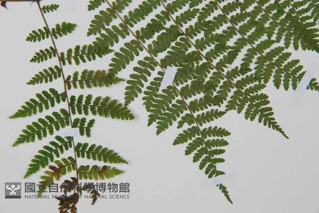 黑鱗短腸蕨藏品圖，第3張