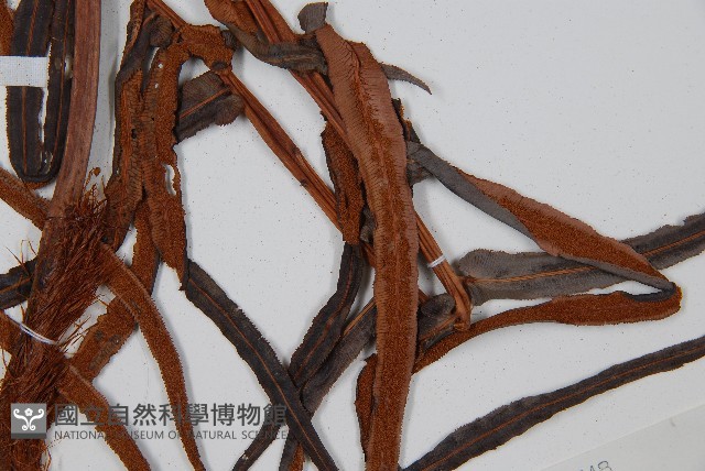 蘇鐵蕨藏品圖，第3張