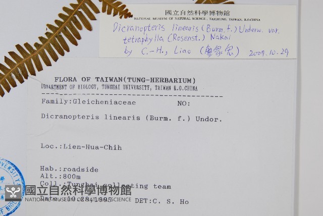 蔓芒萁藏品圖，第2張