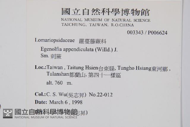 刺蕨藏品圖，第2張