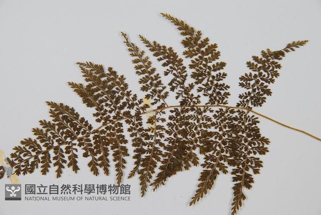 稀子蕨藏品圖，第3張