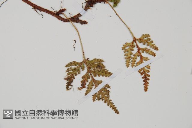鱗葉陰石蕨藏品圖，第3張