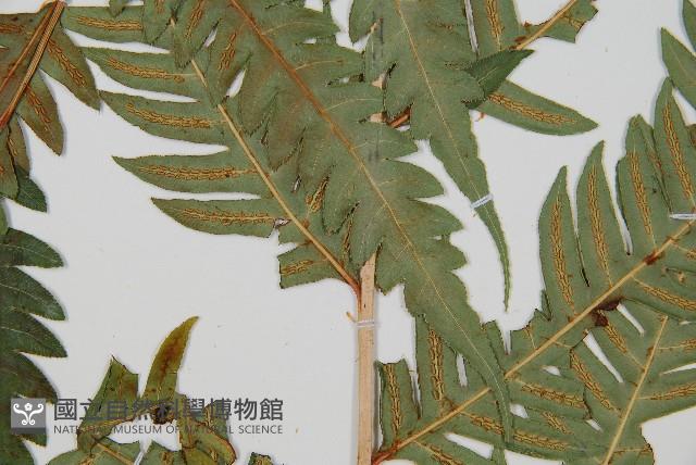 生芽狗脊蕨、頂芽狗脊蕨藏品圖，第3張