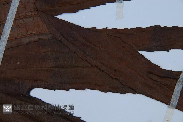 雙扇蕨藏品圖，第3張