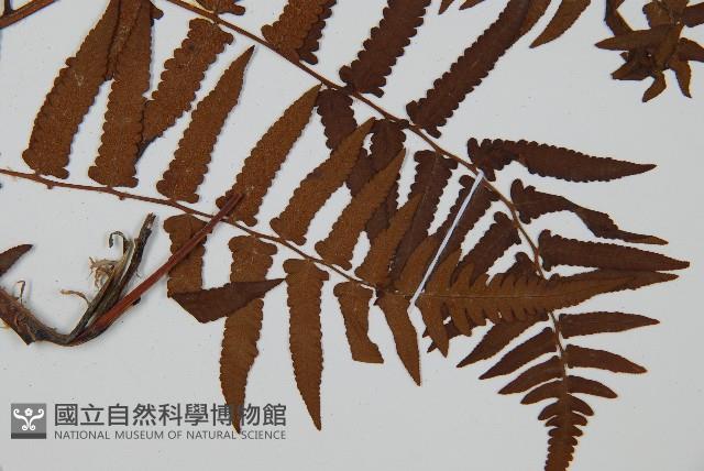 菜蕨藏品圖，第3張