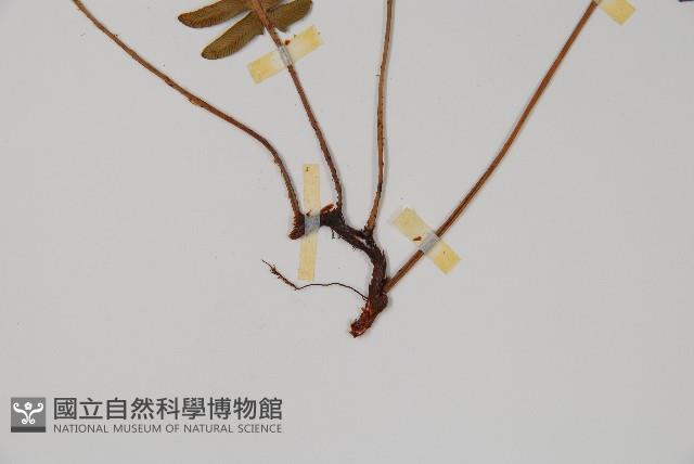 馬來陰石蕨藏品圖，第3張
