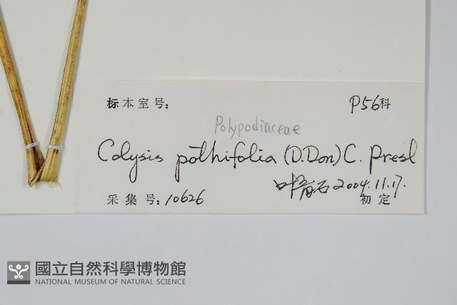 大線蕨藏品圖，第2張