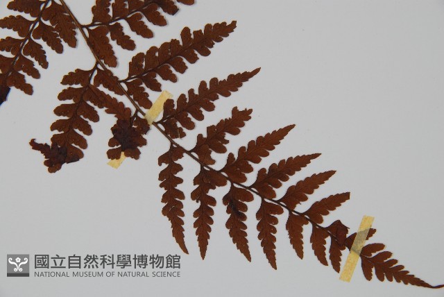 臺灣鱗蓋蕨藏品圖，第3張