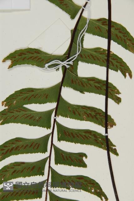剪葉鐵角蕨藏品圖，第3張