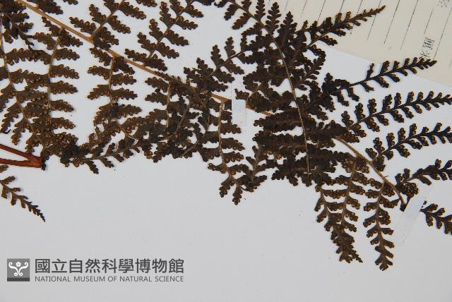 登錄號:P005424藏品圖，第3張