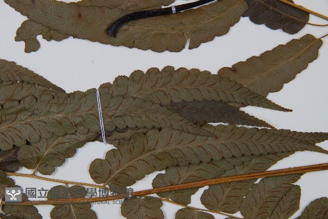 江南短腸蕨藏品圖，第3張