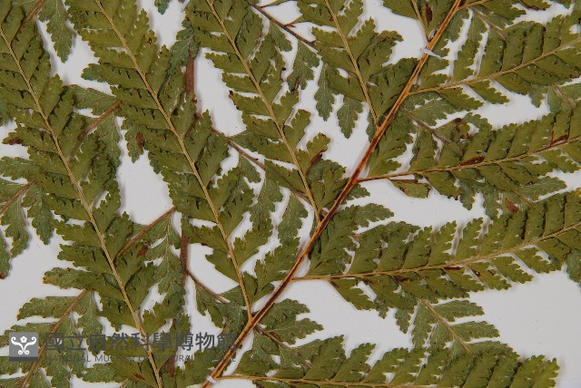 粗毛鱗蓋蕨藏品圖，第3張