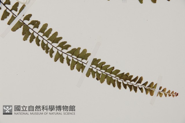 鞭葉鐵線蕨藏品圖，第3張