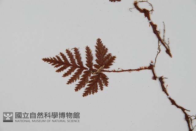 陰石蕨藏品圖，第3張