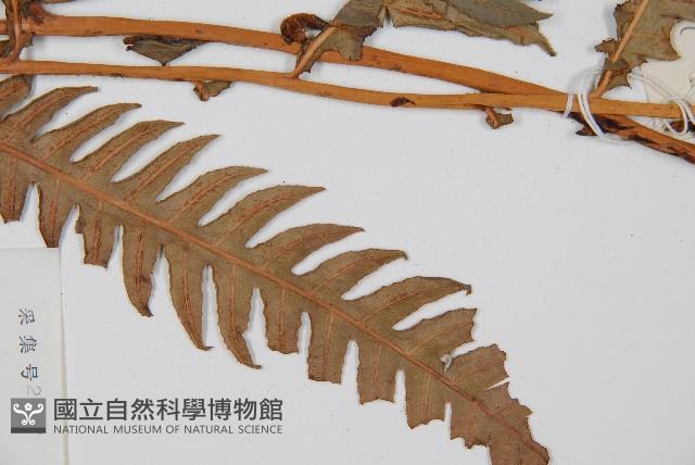 生芽狗脊蕨、頂芽狗脊蕨藏品圖，第3張