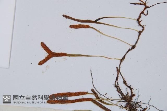 鐵角蕨藏品圖，第3張