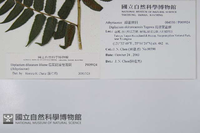 廣葉鋸齒雙蓋蕨藏品圖，第2張