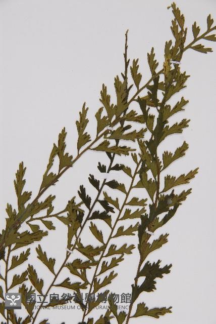 鱗柄鐵角蕨藏品圖，第3張