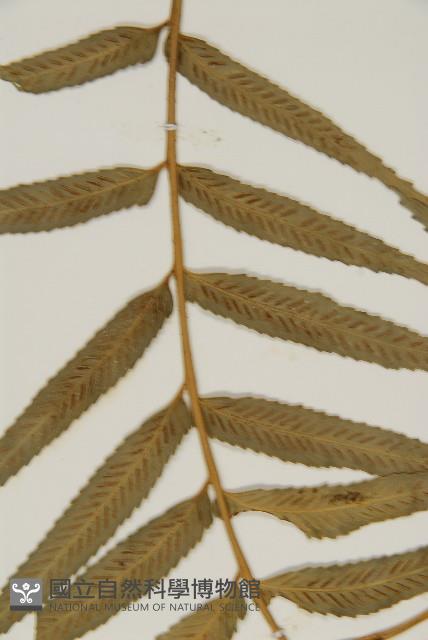 蘭嶼鐵角蕨藏品圖，第3張