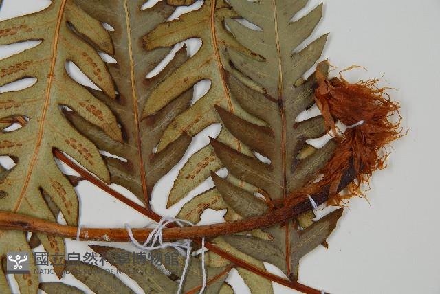 日本狗脊蕨藏品圖，第3張