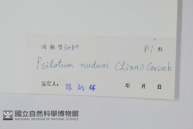 松葉蕨藏品圖，第2張