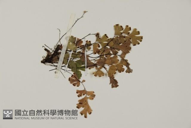 鐵線蕨藏品圖，第3張
