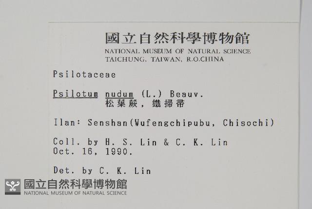 松葉蕨藏品圖，第2張