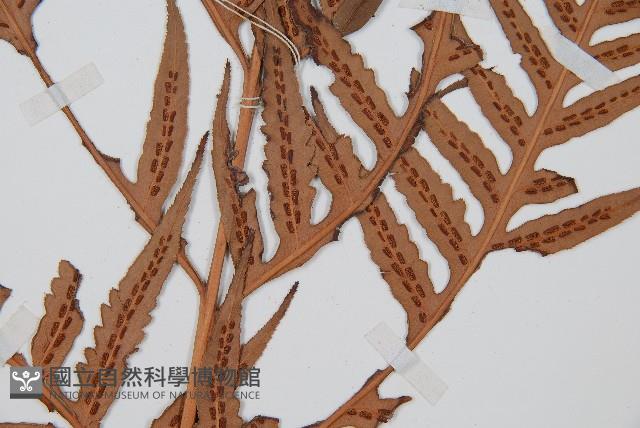 東方狗脊蕨藏品圖，第3張