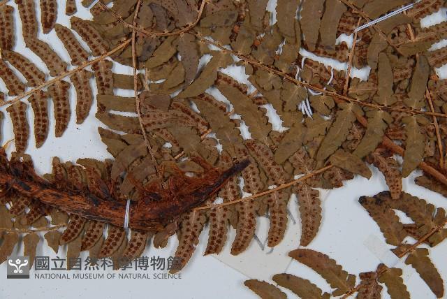 闊鱗鱗毛蕨藏品圖，第3張