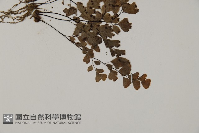 鐵線蕨藏品圖，第3張