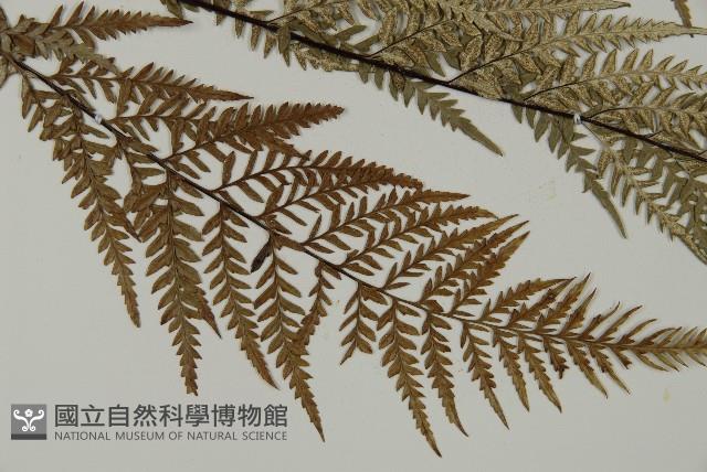 粉葉蕨藏品圖，第3張