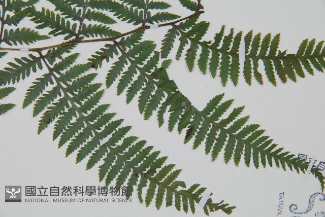 日本蹄蓋蕨藏品圖，第3張