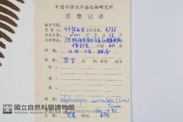 腎蕨藏品圖，第2張