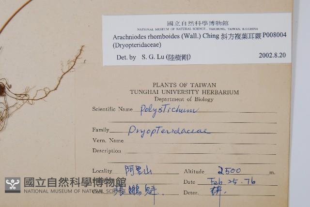 斜方複葉耳蕨藏品圖，第2張