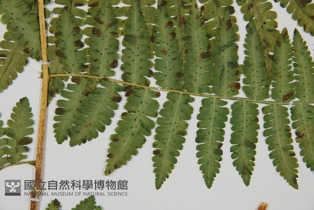 南洋假鱗毛蕨藏品圖，第3張