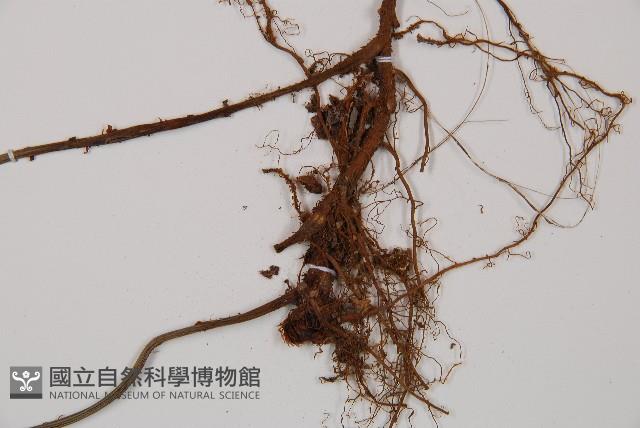 鋸齒雙蓋蕨、線葉雙蓋蕨、刺鱗雙蓋蕨藏品圖，第3張